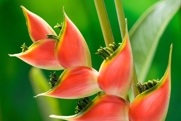 Red heliconia flower macro isolated on green background