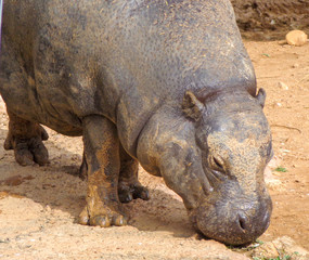 Hippo is drinking water from the lake