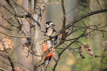 Great spotted woodpecker - Dendrocopos major. Woodpecker sits on a tree in the forest. Fauna of Ukraine.