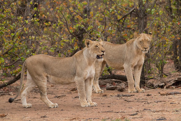 Fototapeta premium Lion in the Kruger national Park, South Africa