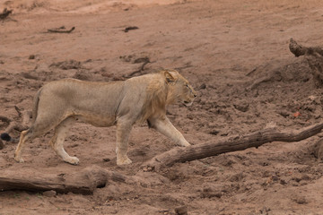 Lion in the Kruger national Park, South Africa