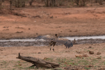 White backed vulture, South Africa