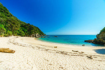 branch on a beach, abel tasman national park, new zealand 4