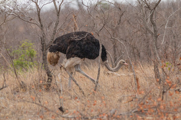 Common Ostrich in the Kruger national park, South Africa
