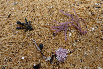 Close up of purple corals with yellow sand in background.macro
