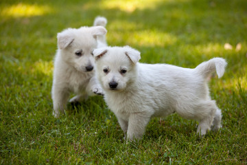 puppies of a white Swiss sheep-dog play in the garden