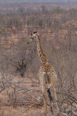 Giraffe in the Kruger National Park, South Africa