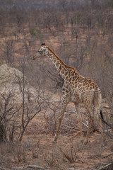 Giraffe in the Kruger National Park, South Africa