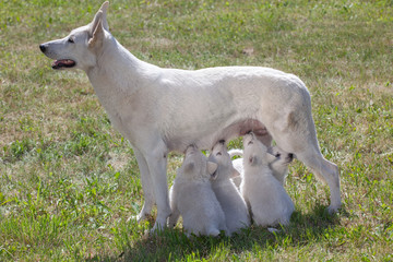 Fototapeta premium the white Swiss sheep-dog mother feeds puppies