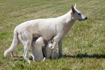 Obraz premium the white Swiss sheep-dog mother feeds puppies