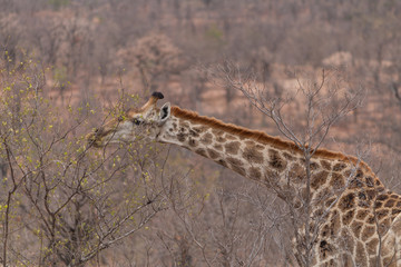 Giraffe in the Kruger National Park, South Africa