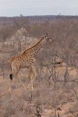 Giraffe in the Kruger National Park, South Africa
