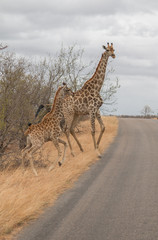 Giraffe in the Kruger National Park, South Africa