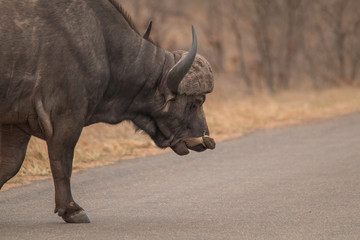 Fototapeta premium African Buffalo in the savanna, South Africa