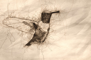 Sketch of a Black-Chinned Hummingbird with Throat Aglow While Hovering in Flight