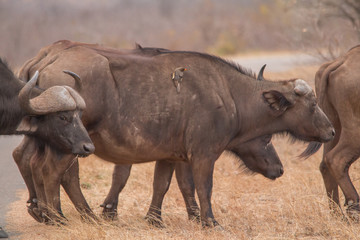African Buffalo in the savanna, South Africa