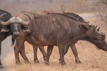 Fototapeta premium African Buffalo in the savanna, South Africa