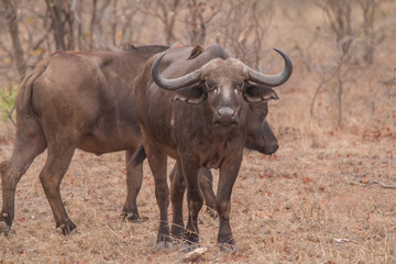 Naklejka na ściany i meble African Buffalo in the savanna, South Africa