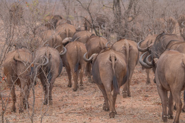 Obraz na płótnie Canvas African Buffalo in the savanna, South Africa