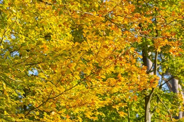 Beautiful golden beech leaves background