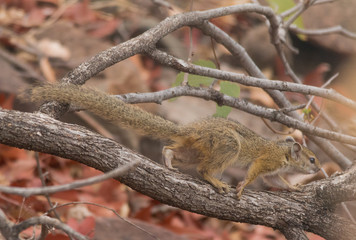 Tree squirrel running on a branch, South Africa