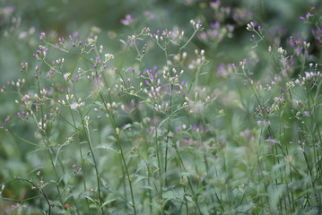 purple flowers in the garden