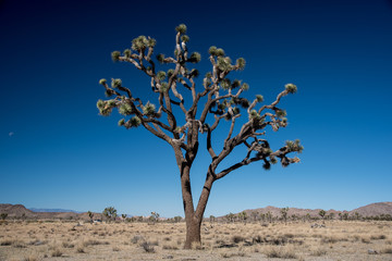 Joshua Tree National Park