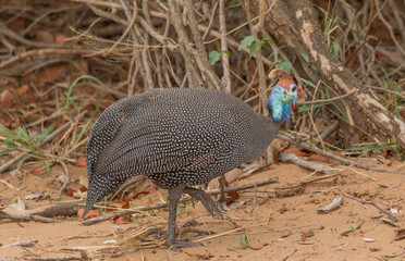 Helmeted Guineafowl on the ground, South Africa