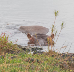 Hippos in their habitat, Kruger national park, South Africa