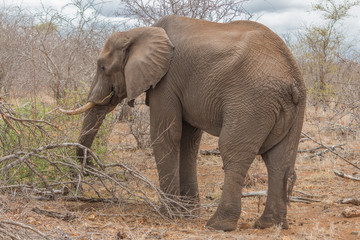 Elephant in the savanna, Kruger national park, South Africa