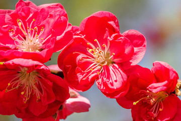 Chaenomeles japonica, known as Maule's quince, a species of flowering quince.