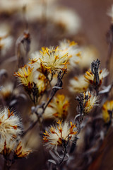 Fluffy plant with dried tiny flowers