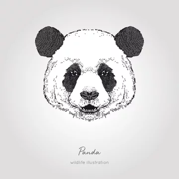 Flat outline panda face icon Royalty Free Vector Image