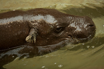  Pygmy hippopotamus (Choeropsis liberiensis or Hexaprotodon liberiensis).