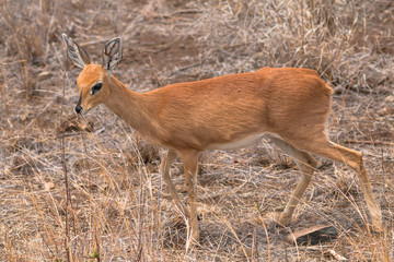 Steenbok in the grassland, Kruger national park, South Africa