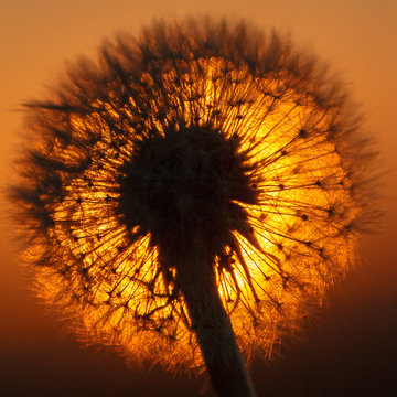 Silhouette of faded dandelion in backlight at sunset.