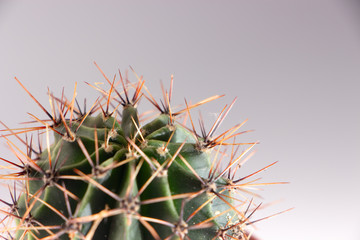 Cactus in a red pot on a white background