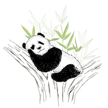 recommend clip art: Cute panda bear sleeping on the tree. Vector illustration isolated on white.