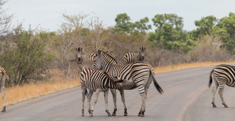 Burchells Zebra, Kruger national park, South Africa