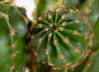 Green cactus with small needles, texture. Concept freshness