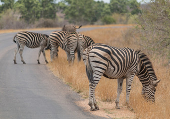 Fototapeta na wymiar Burchells Zebra, Kruger national park, South Africa