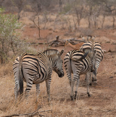 Obraz na płótnie Canvas Burchells Zebra, Kruger national park, South Africa