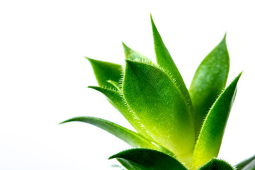 Echeviera Green leaves texture background macro Green plant in the garden close up Relax concept