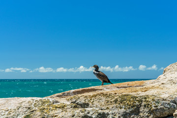 cormorants on a cliff, abel tasman national park, new zealand 2