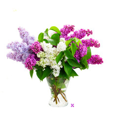 Fresh lilac flowers