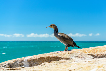 cormorants on a cliff, abel tasman national park, new zealand 20