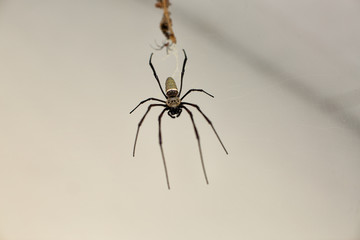 Golden Silk Orbweaver spider (Nephila clavipes)