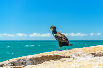 cormorants on a cliff, abel tasman national park, new zealand 22