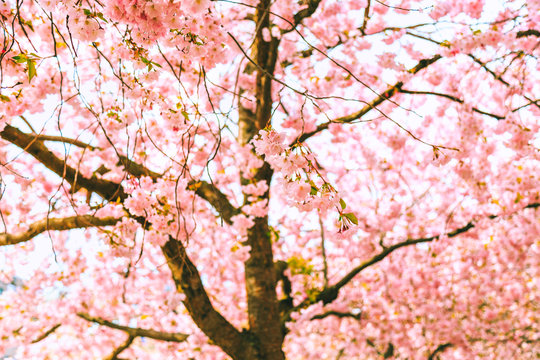 .Cherry blossom in King's Garden, known as Kungsan park, in Stockholm, Sweden. Sakura trees blooming. Spring flowers in living coral color. Selective focus. Defocused background.
