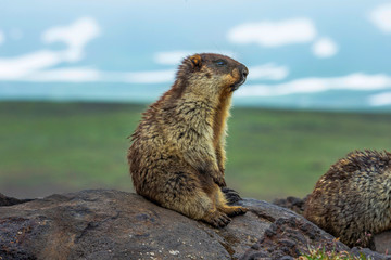 Marmot thinking of something